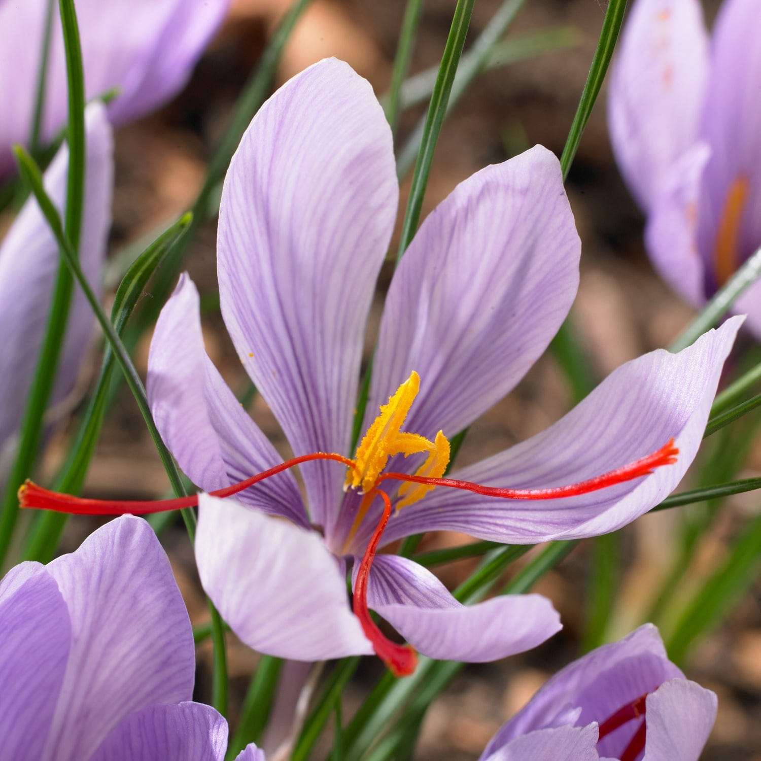 Maustesahrami 'Crocus Sativus'